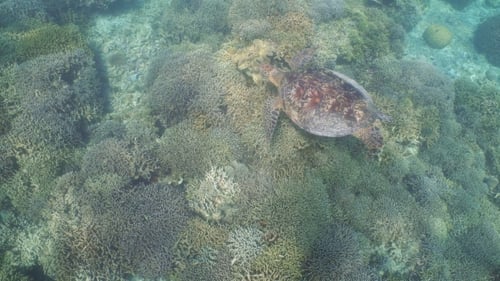 Sea Turtle Under Water