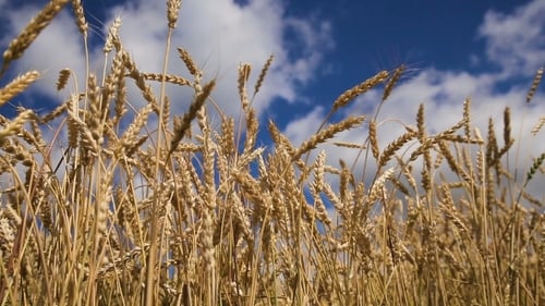 Weizenähren im Feld