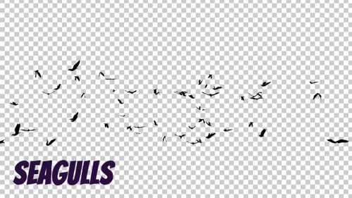 Seagulls Silhouette