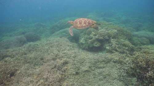 Sea Turtle Under Water