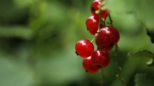 Branch of Red Currant