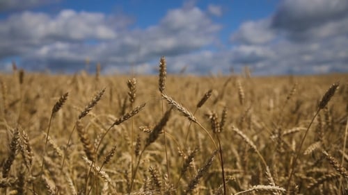 of Wheat Ears in Field.