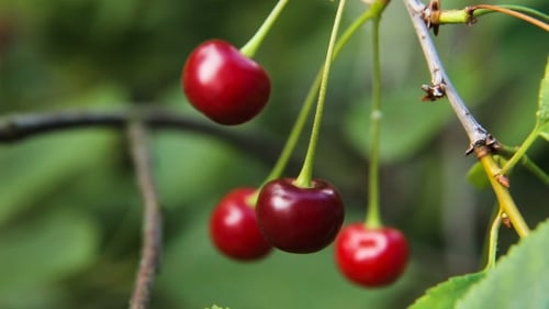Kirschfrucht auf dem Ast.