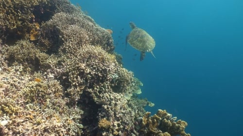 Sea Turtle Under Water