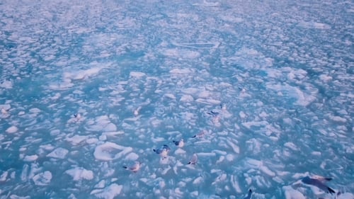 Seagulls Hover in the Sky Over the Frozen Ocean at Sunset. .Droneshot