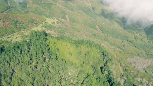 Aerial View of the Mountain Evergreen Forest