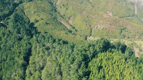Aerial View of the Mountain Evergreen Forest