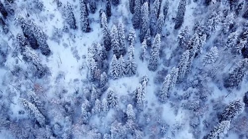 Snowy Mountains Winter Forest and Road with Cars