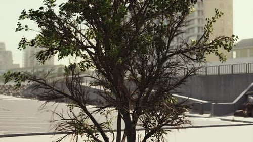 Empty Beach Car Park Spaces Covered in Asphalt
