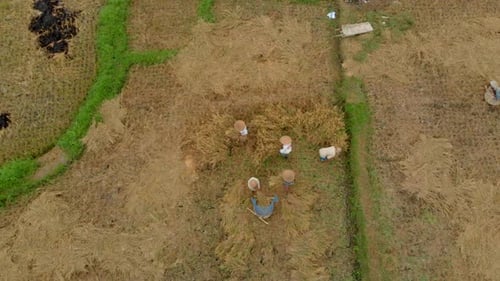 Aerial Shot of Farmers Farmers Threshing Rice in a Traditional Way
