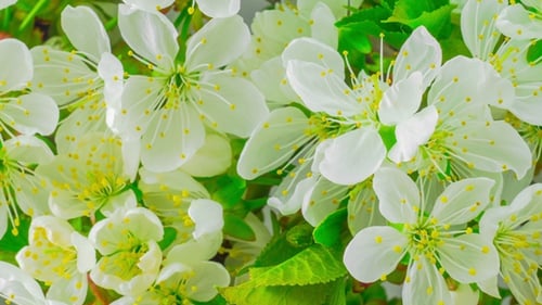 Fleurs de cerisier blanc