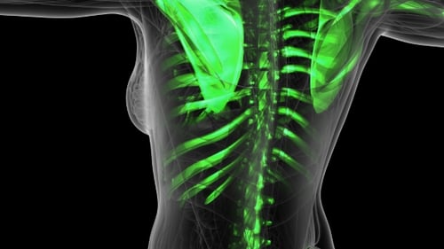 Glowing 3D Human Skeleton Scan Medical Animation