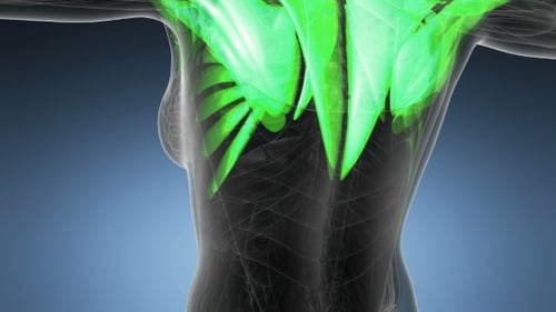 3D Human Body Anatomy Scan with Glowing Green Muscles and Nerves