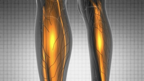 Animated Human Muscle System Glowing Medical Visualization
