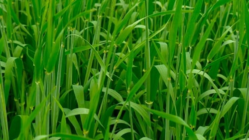 New Shoots of a Barley on a Field