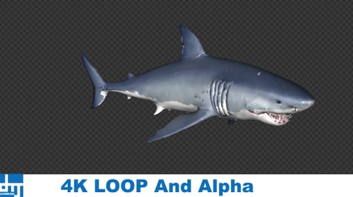 Realistic Great White Shark Swimming and Snapping Underwater