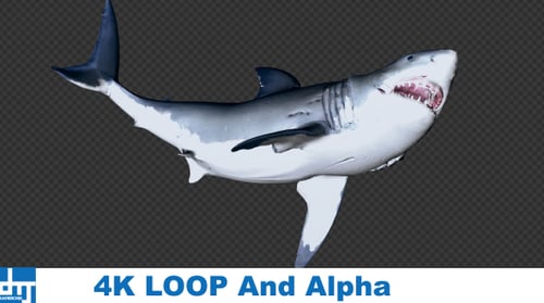 Shark Attack V5