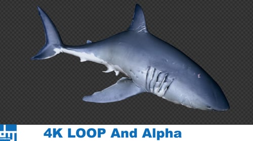 3D Animated Great White Shark on Alpha Channel