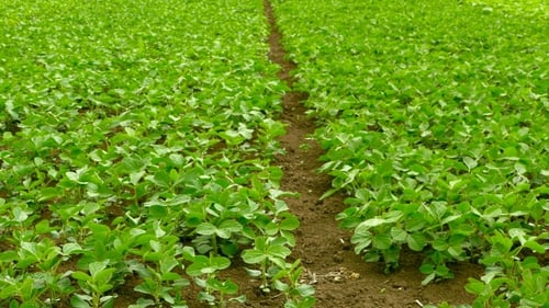 Green Field of Soy