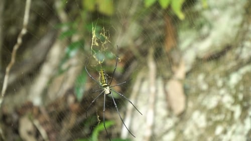 Golden Orb Weaver Spider in Web Close Up
