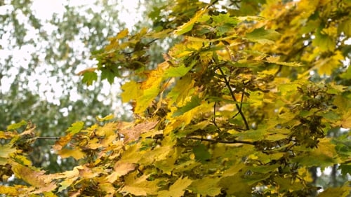 Tree with Yellow Leaves Swaying in the Breeze