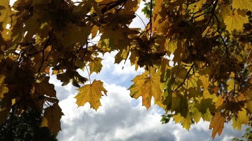 Autumn Landscape with Trees and Leaves