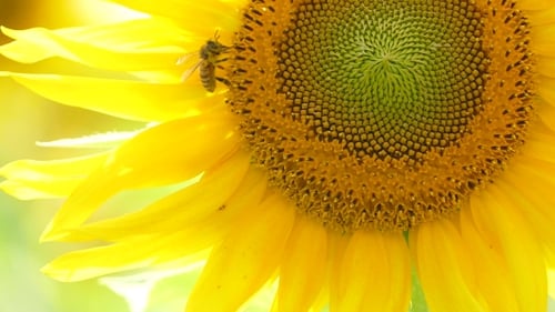 Bee Pollinating a Bright Yellow Sunflower on Sunny Day