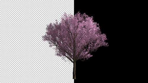 Realistic Tree Blooming Pink Flowers