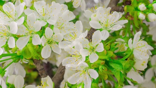Fleurs de cerisier blanc