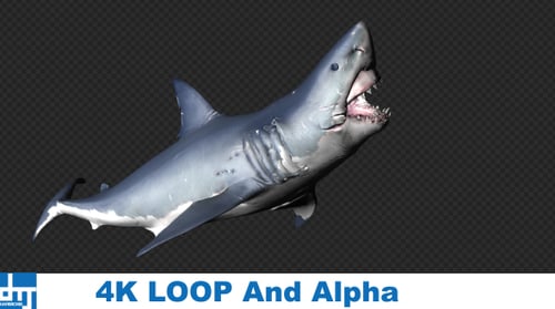 Realistic 3D Great White Shark Swimming Animation Loop