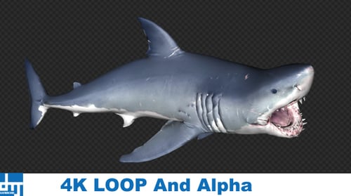 Realistic 3D Great White Shark Swimming Animation Alpha Channel