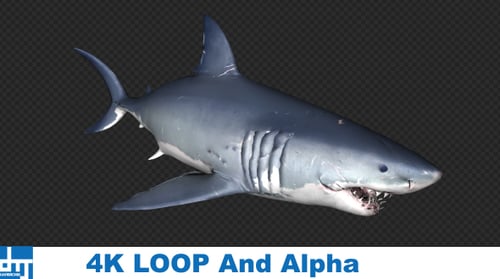 Realistic 3D Great White Shark Animation Opening Mouth Underwater
