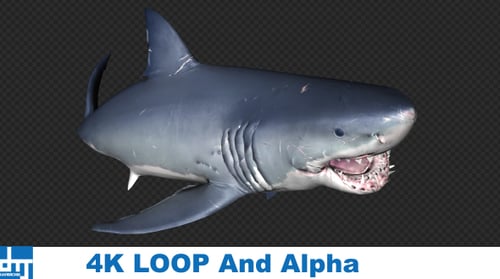 3D Animated Great White Shark Swimming Alpha Channel Loop
