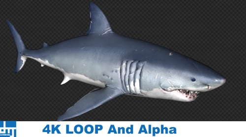 Realistic 3D Great White Shark Swimming Animation