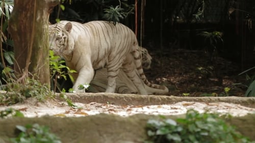 Relaxing White Bengal Tiger, Park in Singapore