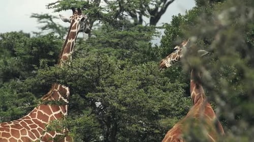 Wunderschöne Giraffen Kenias ernähren sich von den üppigen, grünen Blättern - slowmo