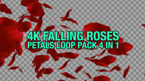 4K Rose fallende Packung 4 n 1