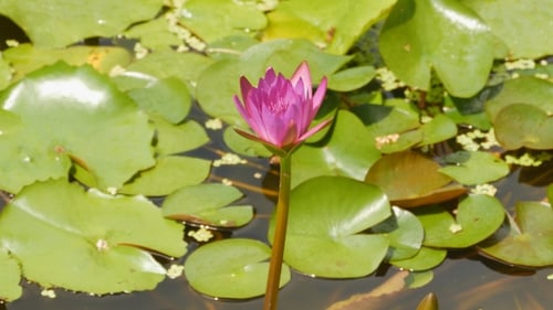 Purple Pink Water Nymphaea in a Pond with a Fountain. Water Garden. Beautiful Flower. Vietnam.
