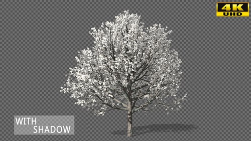 Arbre de printemps en croissance