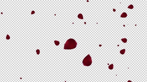 Pétales de rose rouge qui tombent
