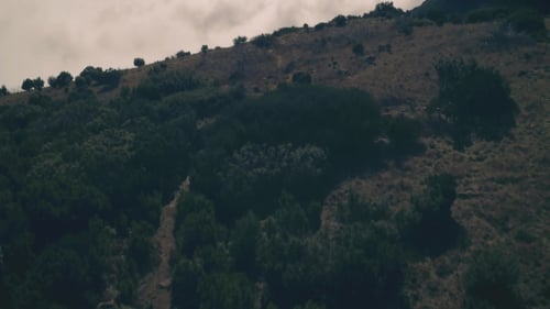 Aerial View of the Mountain Evergreen Forest