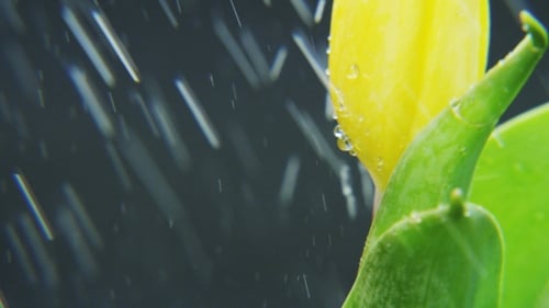 Tulipán amarillo girando bajo una fuerte lluvia