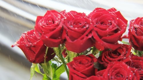 Close-up of Red Roses with Water Droplets