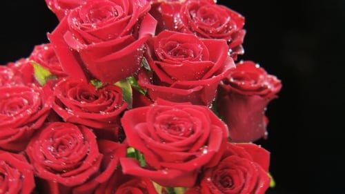 Wet Red Roses Rotating