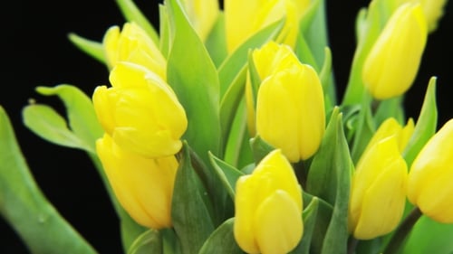 Tulipanes amarillos girando sobre fondo negro