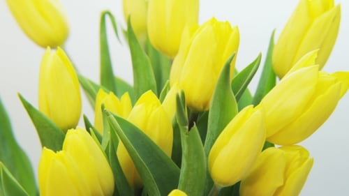 Bright Yellow Tulip Bouquet Close Up