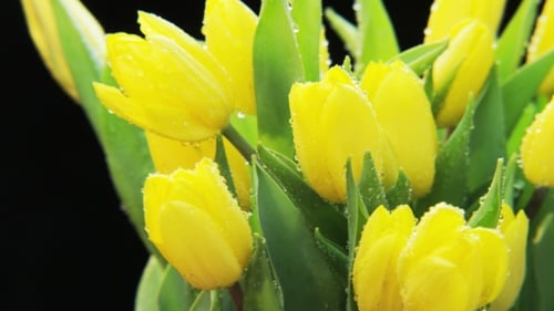 Lush Yellow Tulips Blooming