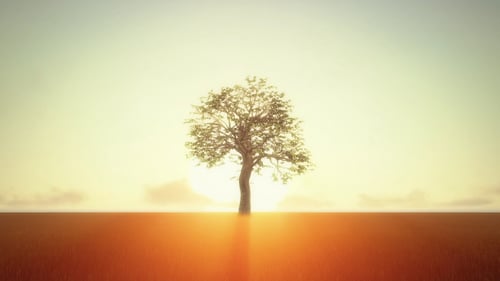 Árbol en crecimiento al amanecer
