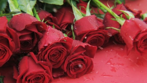 Nasse rote Rosen fallen herunter