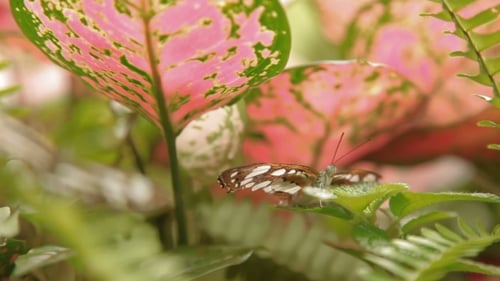 Butterfly on Leaf Insect Life in the Tropical Rain Forest. Malaysia. Natural Background.